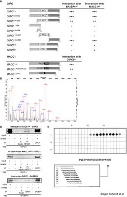 GIPC1 regulates MACC1-driven metastasis